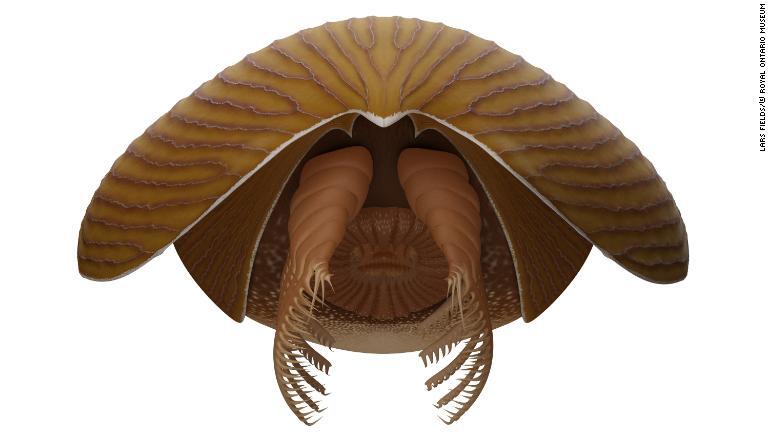 新しく見つかった巨大な生物のイメージ。５億年前に海底に生息していたとみられる/Lars Fields/© Royal Ontario Museum
