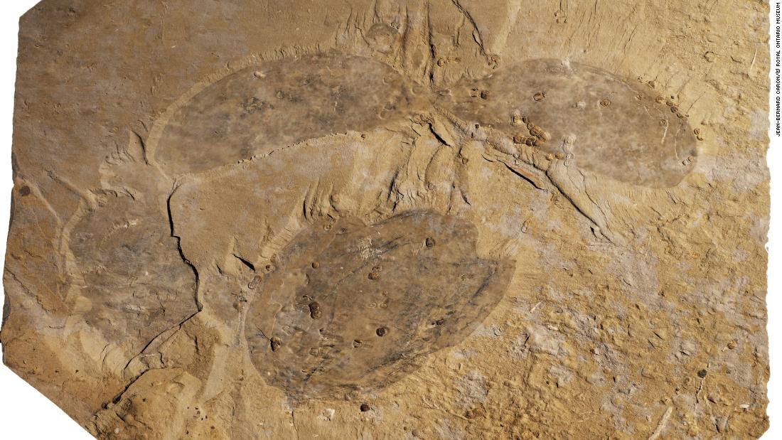 ティタノコリスの化石は１２月から王立オンタリオ博物館に展示される/Jean-Bernard Caron/© Royal Ontario Museum