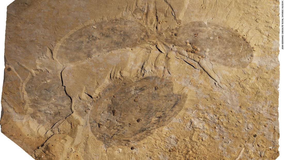 ティタノコリスの化石は12月から王立オンタリオ博物館に展示される/Jean-Bernard Caron/© Royal Ontario Museum