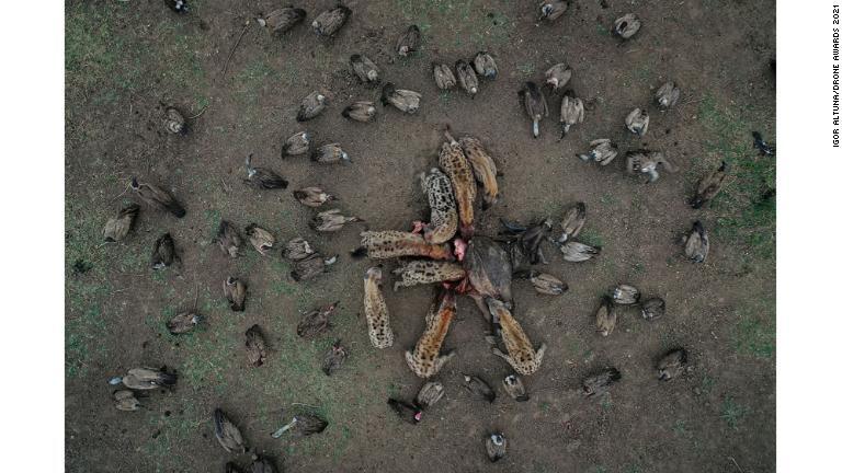 スペインの写真家イゴル・アルチュナ氏は１頭のバッファーローを食べる動物を捉えた写真が「野生生物」の次点に/Igor Altuna/Drone Awards 2021