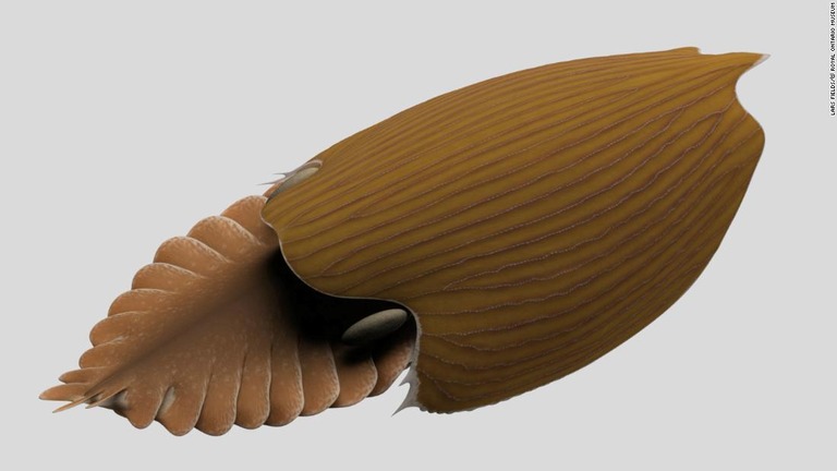 ティタノコリスは様々な形をした甲羅で覆われていた/Lars Fields/© Royal Ontario Museum