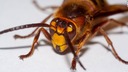 「殺人バチ」の巣を相次ぎ駆除、３つ目も特定　米ワシントン州