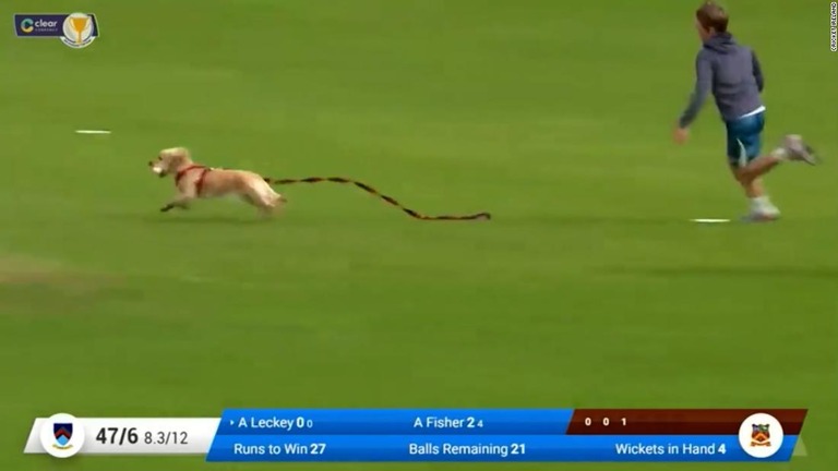 クリケットの試合に乱入した犬のダズル/Cricket Ireland