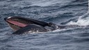 ザトウクジラ１００頭以上が船を取り囲む希少な現象、豪州沖で撮影