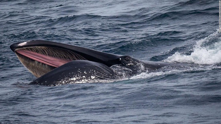 大量のクジラが集まる「メガポッド」と呼ばれる希少な現象が撮影された/Courtesy @SAPPHIRECOASTALADVENTURES