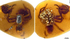 子どもを保護する太古のクモ、９９００万年前の琥珀に姿残す