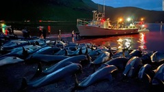 イルカ１４００頭超、一晩の漁で殺される　フェロー諸島