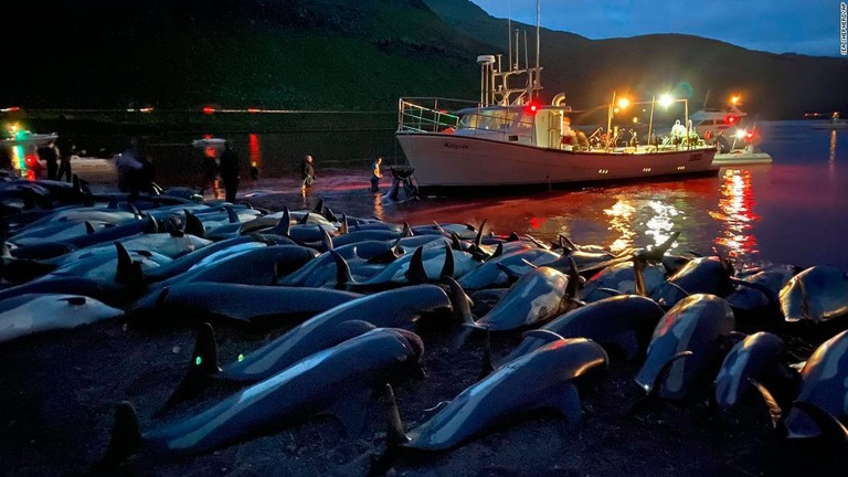 浜辺に並ぶカマイルカの死骸。海面は血の色に染まっている＝１２日、エストゥロイ島/Sea Shepherd/AP