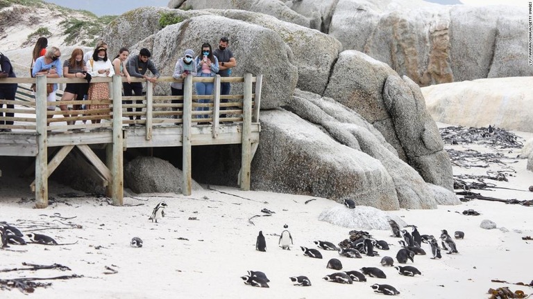 ２０２１年４月に南ア・サイモンズタウンで撮影されたケープペンギンの群れ/Lyu Tianran/Xinhua/Getty Images