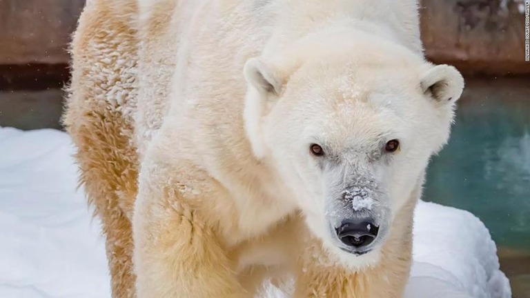 ミルウォーキー郡動物園の北米最高齢のホッキョクグマ「スノーリリー」が死んだ。３６歳だった/Milwaukee County Zoo/Twitter