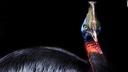 「世界一危険な鳥」ヒクイドリ、１万８千年前には人類が飼育か