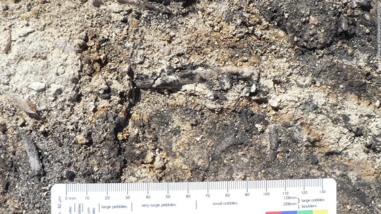 発掘現場で見つかったアルカエヒエラクス・シルベストリスの化石/Courtesy TH Worthy/Flinders University
