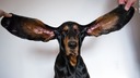 「最も耳が長い犬」のギネス記録更新、左右３４センチ　米オレゴン州　
