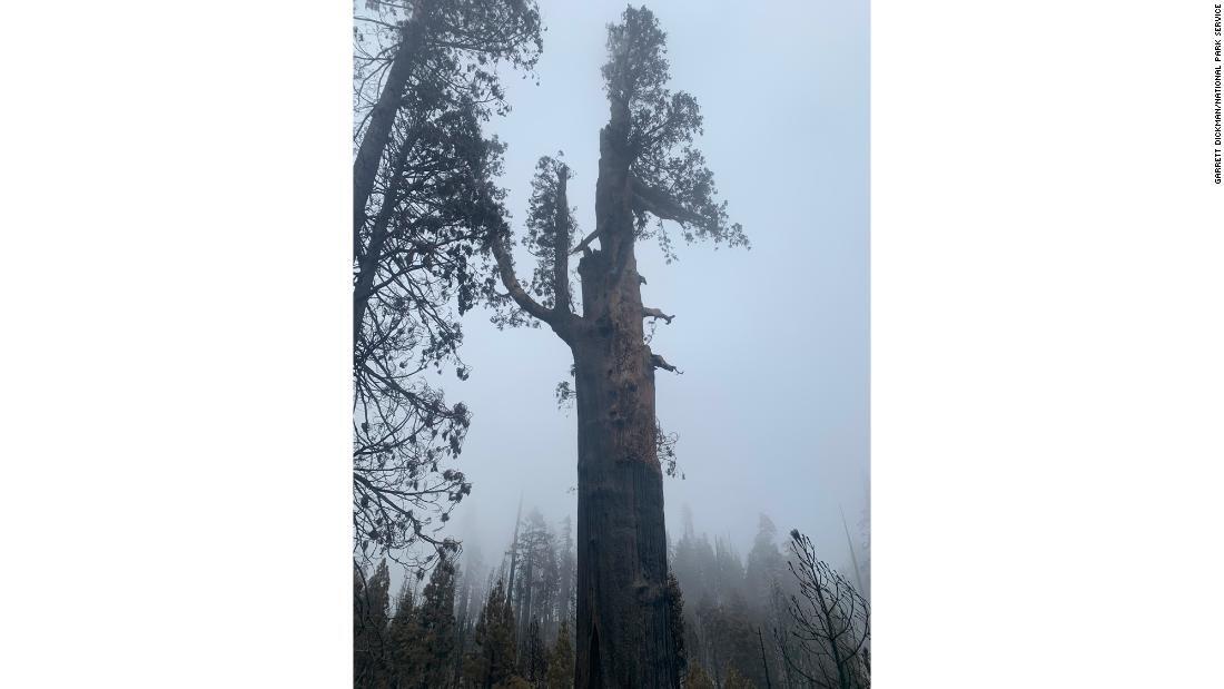 ロング・メドウ・グローブで死んだジャイアントセコイア/Garrett Dickman/National Park Service