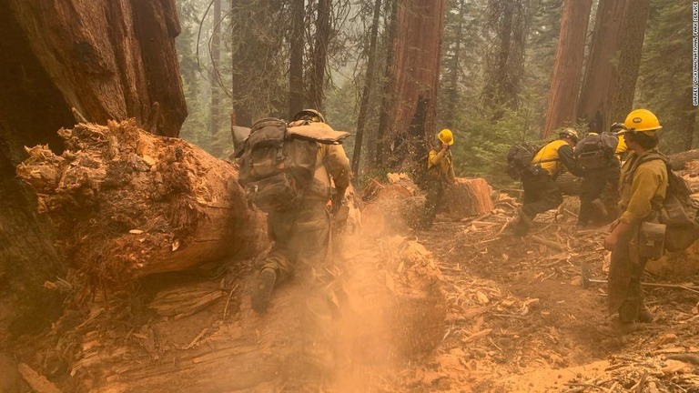 消防士は今後燃料となりそうな死んだ木々や木のかけらを撤去する＝セコイア国有林のブラック・マウンテン・グローブ/Garrett Dickman/National Park Service