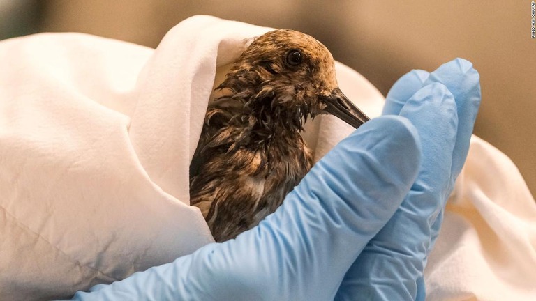 米カリフォルニア州南部沖で起きた原油流出で、野生生物に対する影響を懸念する声が出ている/Ringo H.W. Chiu/AP