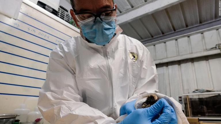保護されたミユビシギの状態を調べる魚類野生生物局の職員/Ringo H.W. Chiu/AP