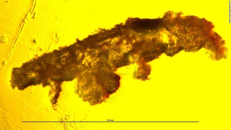 琥珀に閉じ込められた緩歩動物の化石/Ninon Robin/Harvard/NJIT