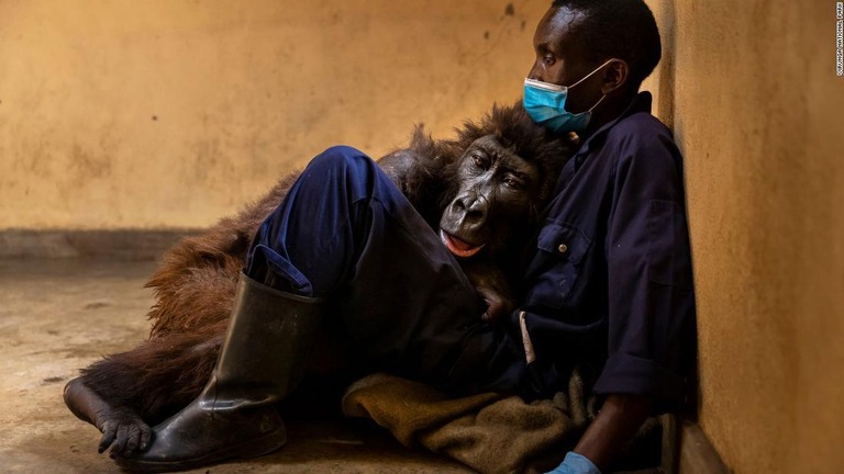 アンドレ・バウマさんとマウンテンゴリラのンダカシ/Virunga National Park