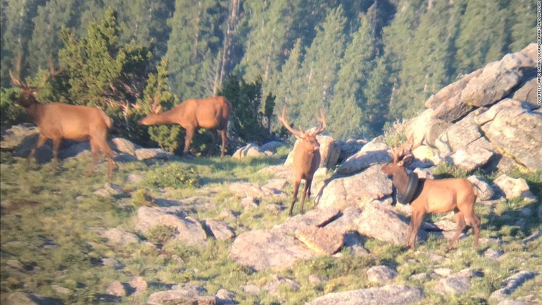 ２０１９年７月、首にタイヤがはまったシカが最初に見つかった時の様子/Courtesy Jared Lamb/Colorado Parks and Wildlife