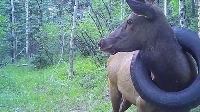 ２年ぶりに見つかったシカを麻酔で眠らせ、首にかかったタイヤを外すことに成功/Courtesy Dan Jaynes/Colorado Parks and Wildlife