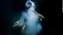 野生動物写真家大賞、今年は驚異の水中写真に栄冠
