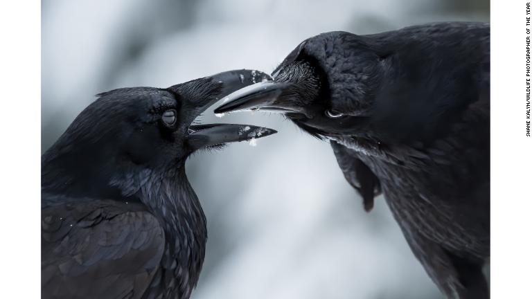 求愛行動を取るオオガラス/Shane Kalyn/Wildlife Photographer of the Year