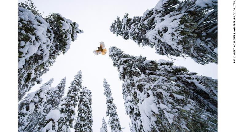 針葉樹のてっぺんまで舞い上がり、えさを隠すアカオカケス。「１５～１７歳」部門の大賞作品/Lasse Kurkela/Wildlife Photographer of the Year