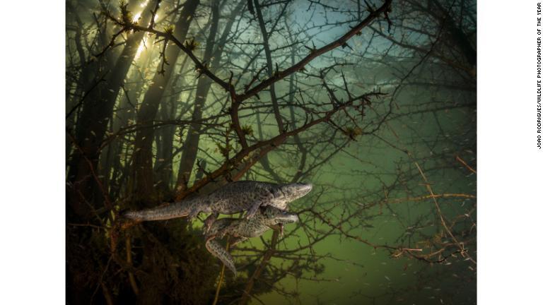 イモリの仲間の求愛行動を水中で撮影/João Rodrigues/Wildlife Photographer of the Year