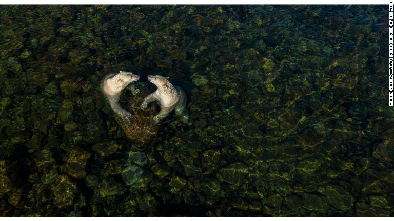 水の中で遊ぶ２頭のメスのホッキョクグマ/Martin Gregus/Wildlife Photographer of the Year