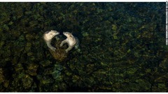 水の中で遊ぶ２頭のメスのホッキョクグマ