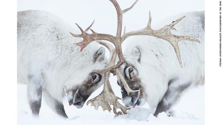 角を突き合わせて戦う２頭のトナカイ/Stefano Unterthiner/Wildlife Photographer of the Year