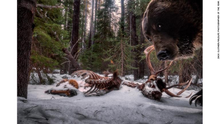 シカの死骸のそばでカメラトラップに興味を示すグリズリー/Zack Clothier/Wildlife Photographer of the Year