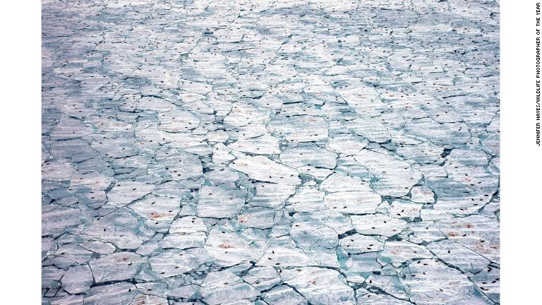 海氷の上でタテゴトアザラシが生まれる様子を上から撮影/Jennifer Hayes/Wildlife Photographer of the Year