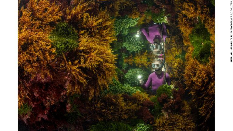 熱帯礁に生い茂る海藻類を眺めるマリンレンジャー/Justin Gilligan/Wildlife Photographer of the Year