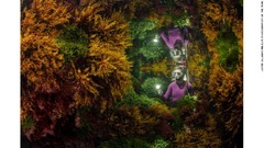 熱帯礁に生い茂る海藻類を眺めるマリンレンジャー