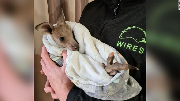 傷ついた赤ちゃんカンガルーを警察が発見/Wires Wildlife