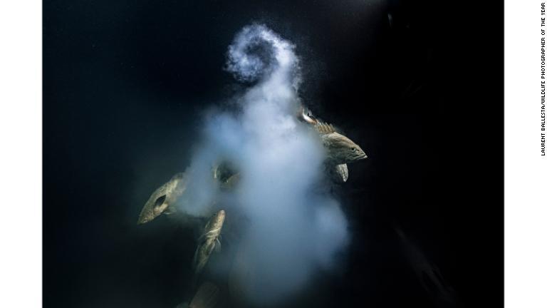 今年の大賞に輝いた仏水中写真家、ローラン・バレスタ氏の１枚。ハタ科の魚たちの放出した卵と精子が暗い海中で雲のように浮かび上がる/Laurent Ballesta/Wildlife Photographer of the Year