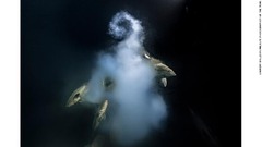 今年の大賞に輝いた仏水中写真家、ローラン・バレスタ氏の１枚。ハタ科の魚たちの放出した卵と精子が暗い海中で雲のように浮かび上がる