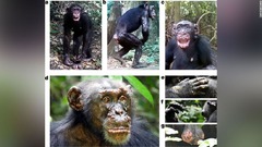 野生のチンパンジーがハンセン病に感染、初めて確認