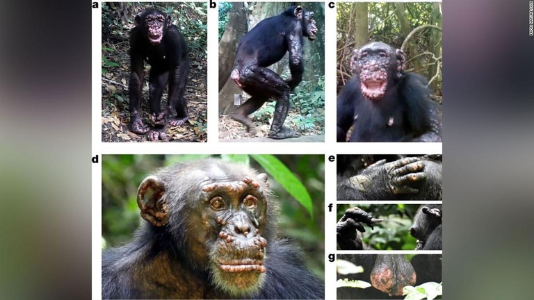 顔に病変を含むハンセン病の症状を示す野生のチンパンジーが見つかった/from Nature.com