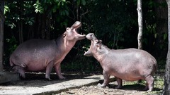 増えすぎた「麻薬王のカバ」、ダーツで避妊薬投与　コロンビア