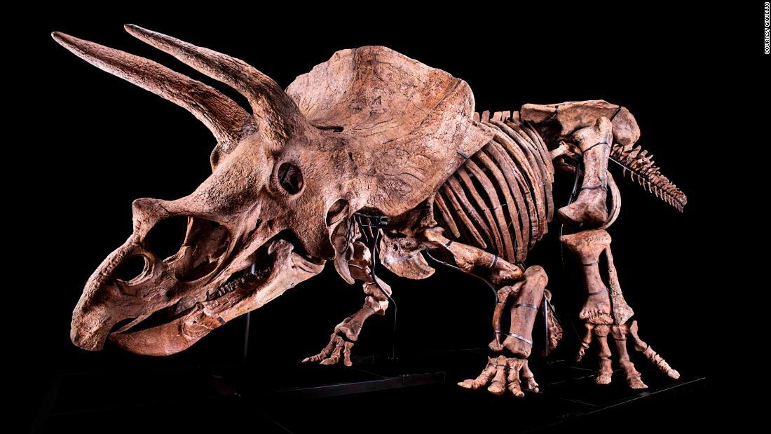 「ビッグジョン」と呼ばれる６６００万年前のトリケラトプスの骨格化石