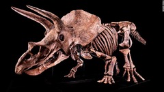 発掘史上最大のトリケラトプス骨格化石、８．７億円で落札　仏