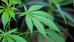 ルクセンブルク、大麻の栽培と使用を合法化へ　欧州で初