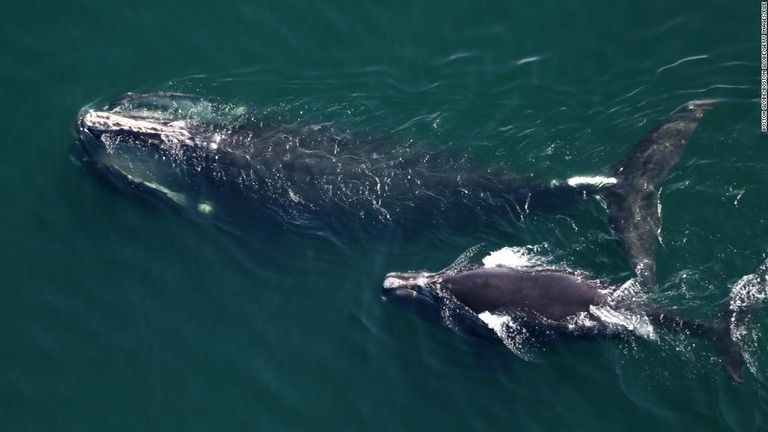 米マサチューセッツ州の沖合を並んで泳ぐタイセイヨウセミクジラの母子/Boston Globe/Boston Globe/Getty Images/FILE