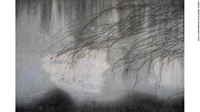 イタリア・フィレンツェで壁をはうつツタのつるの写真が「People and Nature」部門で優勝。モリー・ダンさんが撮影/Molly Dunn/British Ecological Society