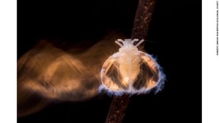 ロベルト・ガルシア・ロアさんの写真はスペインのいくつかの洞窟に住む最近発見された虫。「バレンシアの森の妖精」として知られている。全体で２位に入った