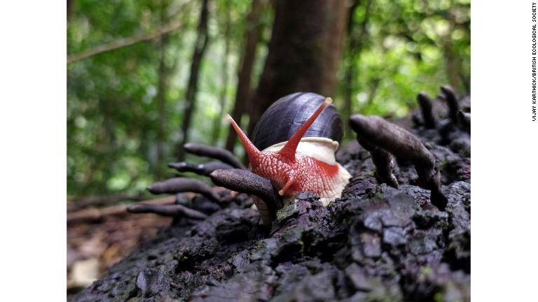 インドで「死者の指」として知られる菌類の一種を食べるカタツムリの写真は「Dynamic Ecosystems」部門で優勝。ビジェ・カーシックさんが撮影/Vijay Karthick/British Ecological Society