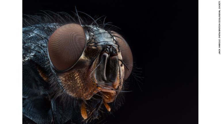 クロバエの写真が「Up Close and Personal」部門の学生賞を受賞。ジャック・マーカス・スミスさんが撮影/Jack Marcus Smith/British Ecological Society